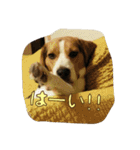 ビーグル犬 こたろう（個別スタンプ：20）