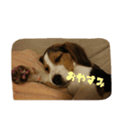 ビーグル犬 こたろう（個別スタンプ：21）