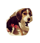 ビーグル犬 こたろう（個別スタンプ：22）