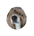 ビーグル犬 こたろう（個別スタンプ：23）