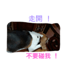 Stupid face and fat girl（個別スタンプ：6）