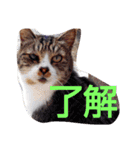 ゆずと仲間たち2（個別スタンプ：3）