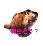 ゆずと仲間たち2（個別スタンプ：8）