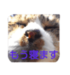 ゆずと仲間たち2（個別スタンプ：11）