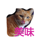 ゆずと仲間たち2（個別スタンプ：13）