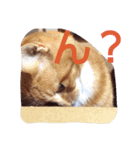 ゆずと仲間たち2（個別スタンプ：14）