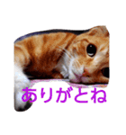 ゆずと仲間たち2（個別スタンプ：16）