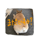 八太郎の“今日もやったろー！”（個別スタンプ：15）