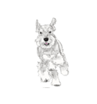 Miniature Schnauzer - B（個別スタンプ：7）