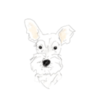 Miniature Schnauzer - B（個別スタンプ：8）