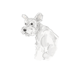 Miniature Schnauzer - B（個別スタンプ：9）