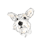 Miniature Schnauzer - B（個別スタンプ：16）