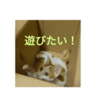 吾輩はネコである（個別スタンプ：8）