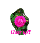 Hello roses（個別スタンプ：3）