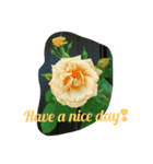Hello roses（個別スタンプ：5）
