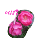 Hello roses（個別スタンプ：7）