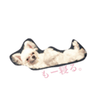 ちわまるラヴィ（個別スタンプ：3）
