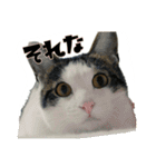 たまごねこねこ2（個別スタンプ：1）