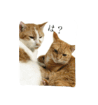 たまごねこねこ2（個別スタンプ：2）