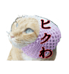 たまごねこねこ2（個別スタンプ：3）