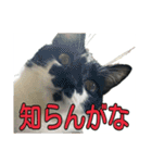 たまごねこねこ2（個別スタンプ：5）