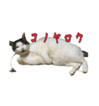 たまごねこねこ2（個別スタンプ：6）