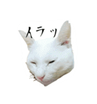 たまごねこねこ2（個別スタンプ：7）