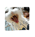 たまごねこねこ2（個別スタンプ：8）