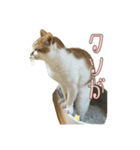 たまごねこねこ2（個別スタンプ：9）