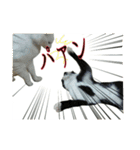 たまごねこねこ2（個別スタンプ：11）