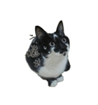 たまごねこねこ2（個別スタンプ：13）