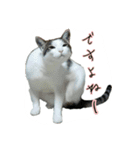 たまごねこねこ2（個別スタンプ：14）