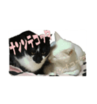 たまごねこねこ2（個別スタンプ：15）