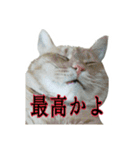 たまごねこねこ2（個別スタンプ：16）