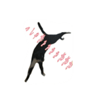 たまごねこねこ2（個別スタンプ：17）