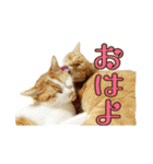 たまごねこねこ2（個別スタンプ：19）