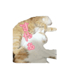 たまごねこねこ2（個別スタンプ：20）