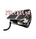 たまごねこねこ2（個別スタンプ：21）