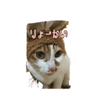 たまごねこねこ2（個別スタンプ：22）
