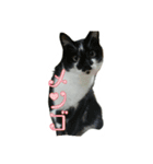 たまごねこねこ2（個別スタンプ：24）