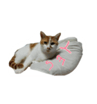 たまごねこねこ2（個別スタンプ：25）