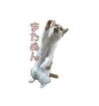 たまごねこねこ2（個別スタンプ：26）