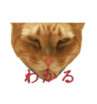 たまごねこねこ2（個別スタンプ：29）