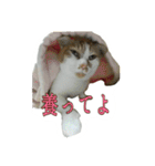 たまごねこねこ2（個別スタンプ：30）