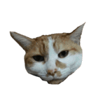 たまごねこねこ2（個別スタンプ：31）