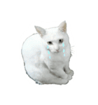 たまごねこねこ2（個別スタンプ：32）