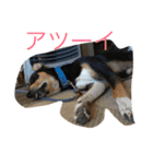 犬の日常を過ごし方（個別スタンプ：1）