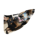 犬の日常を過ごし方（個別スタンプ：4）