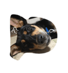 犬の日常を過ごし方（個別スタンプ：5）