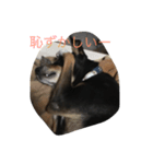 犬の日常を過ごし方（個別スタンプ：6）
